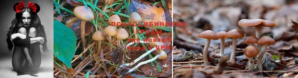 PSILOCYBIN Алзамай